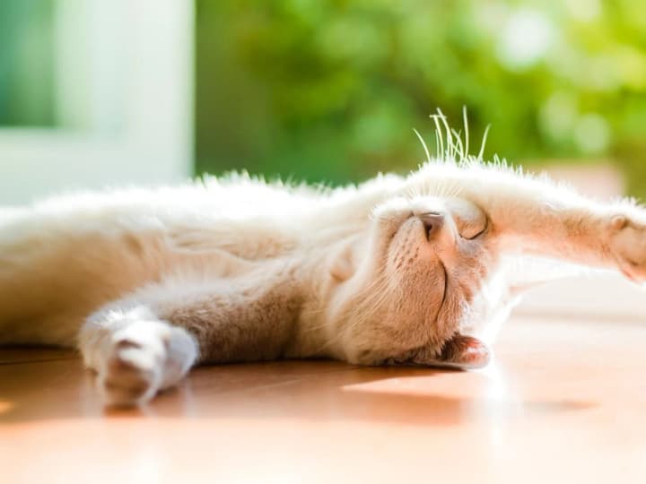 13-serpnia-ukrainu-okhopyt-30-hradusna-speka-prohnoz-pohody