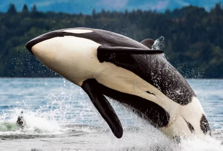 world-orca-day-and-telegrams-birthday-what-else-is-celebrated-on-august-14