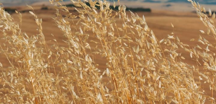 na-kyivshchyni-deputatka-zi-spilnykamy-nezakonno-zavolodily-zemliamy-na-92-ha-ta-zavdaly-zbytkiv-na-12-mln-hrn