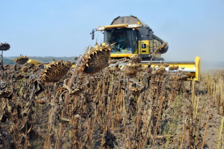 zhnyva-2025-v-ukrainy-ahrarii-rozpochaly-zbir-soniashnyku-i-soi