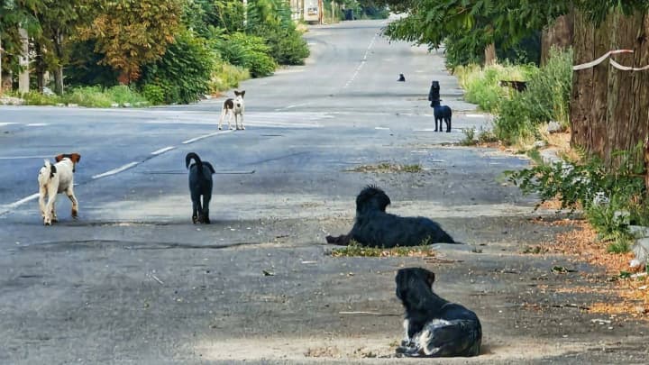 mariupol-u-strakhu-zghrai-brodiachykh-sobak-teroryzuiut-mistian-i-ditei