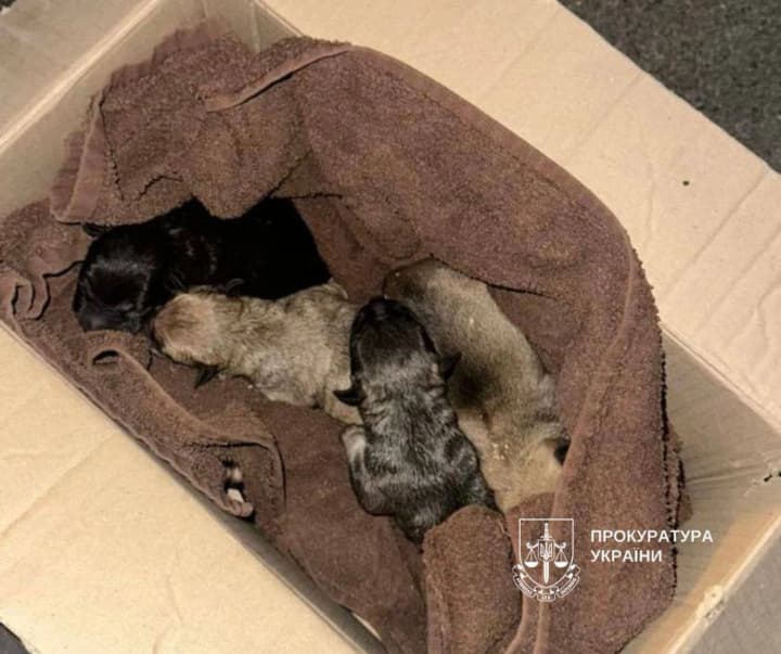 staffordshire-terrier-puppies-thrown-into-a-dumpster-animal-cruelty-investigation-launched
