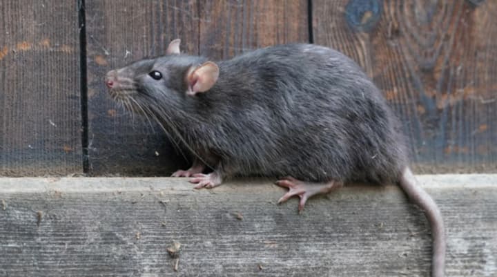 osennee-nashestvie-grizunov-kak-izbezhat-smertelnoi-infektsii