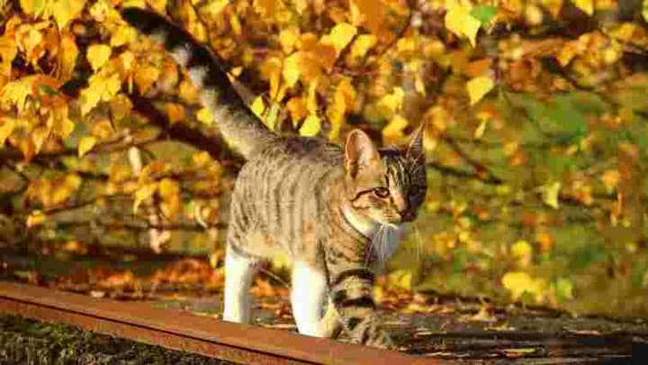 sunny-and-without-precipitation-weather-forecast-for-september-4