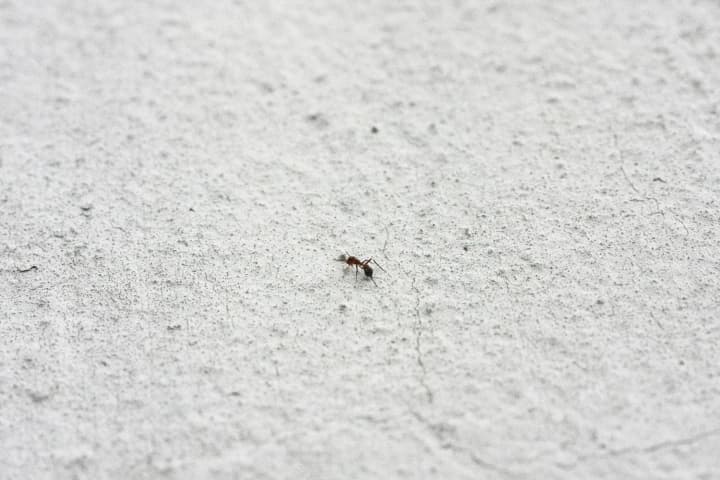 get-rid-of-ants-in-the-apartment-and-on-the-plot-proven-methods