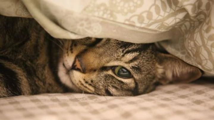 vbyvstvo-kota-bilia-supermarketu-pid-kyievom-politsiia-zatrebuvala-zapys-z-videokamery