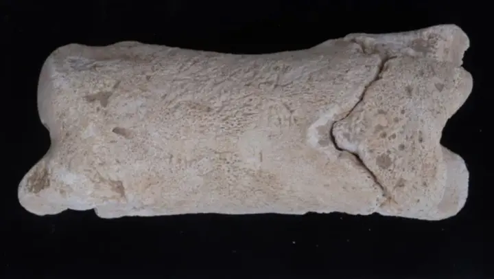 archaeologists-discover-3300-year-old-bone-whistle-at-site-of-ancient-egyptian-capital