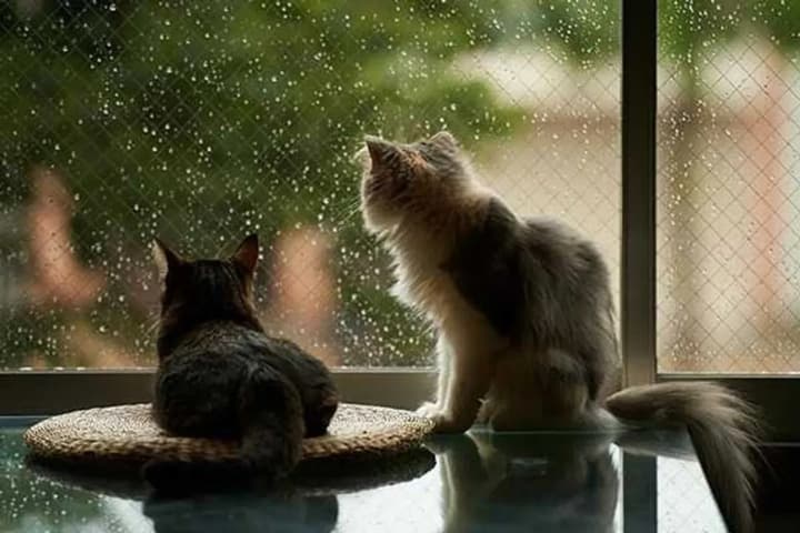 forecasters-give-prognosis-for-september-15-where-to-expect-rain-and-thunderstorms