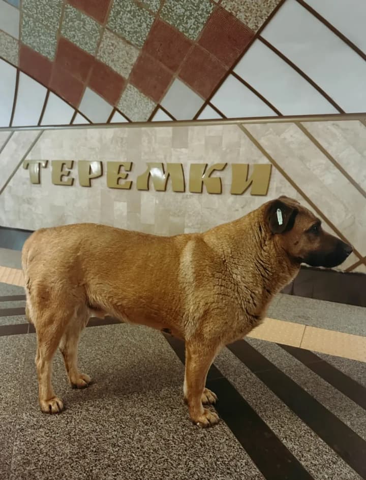 the-famous-dog-misha-is-no-longer-allowed-into-the-kyiv-metro-during-shelling