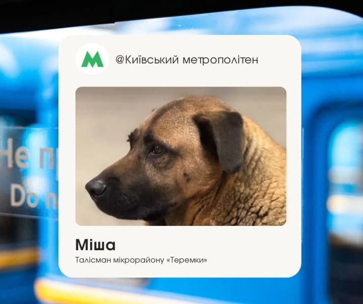 otkazalis-vpuskat-na-teremki-vo-vremya-trevogi-stolichnii-metropoliten-obyasnil-situatsiyu-s-psom-mishei