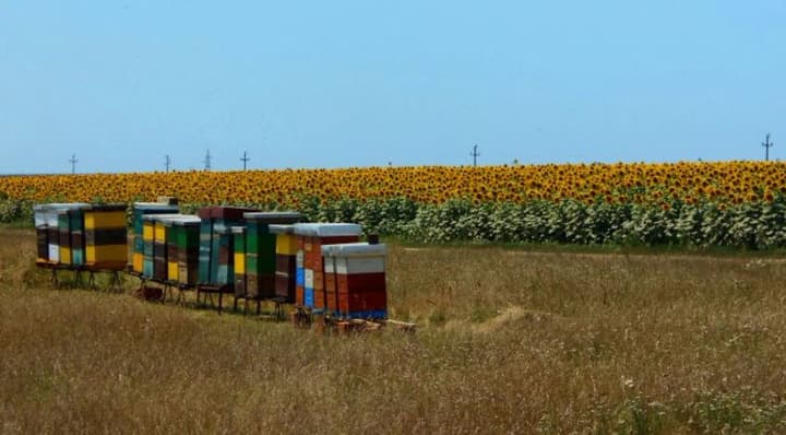 unregistered-apiaries-complicate-the-work-of-the-agricultural-sector