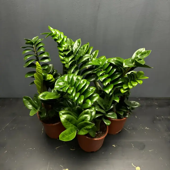 dollar-tree-in-your-home-secrets-of-zamioculcas-care-and-transplanting-rules