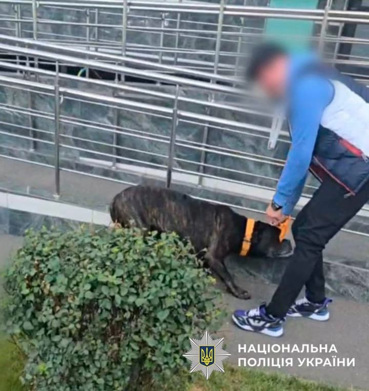 muzhchina-izbival-sobaku-na-ulitse-v-kieve-yemu-grozit-shtraf-i-izyatie-zhivotnogo