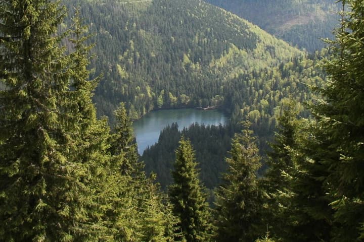 v-ukraine-zavershayut-lesnuyu-reformu-kakie-izmeneniya-zhdut-lesa-ukraini