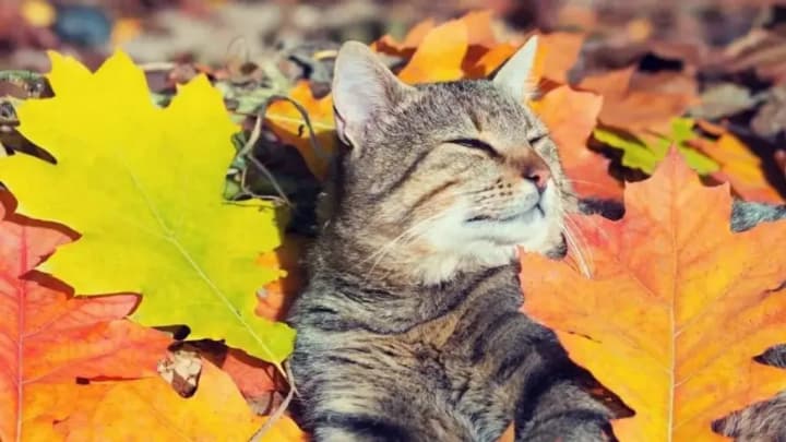 rezkie-temperaturnie-kontrasti-v-ukraine-2-oktyabrya-gde-ozhidat-pokholodaniya-a-gde-letnee-teplo