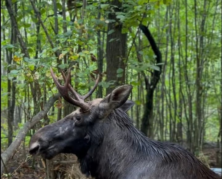los-popal-v-boloto-na-rovenshchine-zhivotnoe-spasli-i-dostavili-vo-lvov