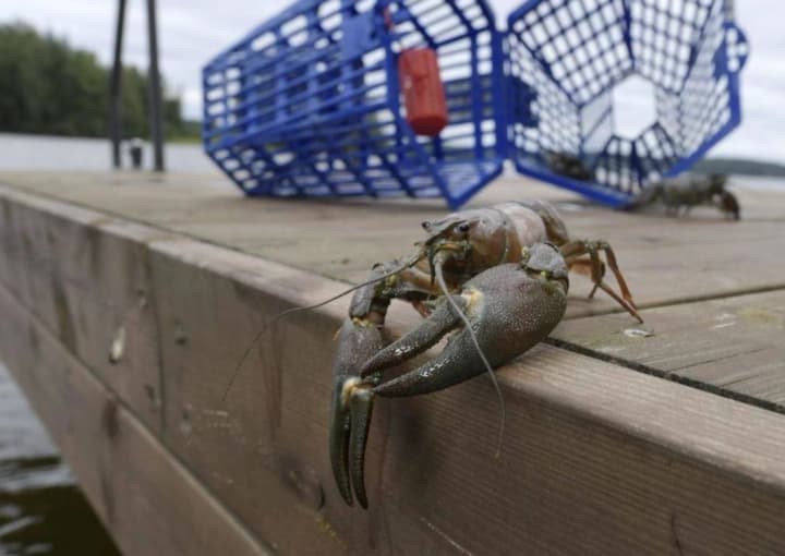 in-ukraine-the-ban-on-crayfish-fishing-ended-on-october-1-the-state-environmental-inspectorate-reminded-about-rules-and-fines