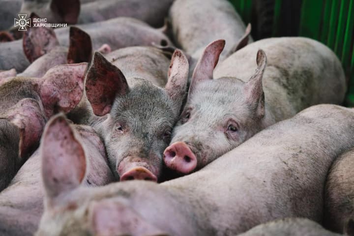 rossiiskie-voiska-obstrelyali-fermu-v-kharkovskoi-oblasti-pogiblo-13-tisyach-svinei