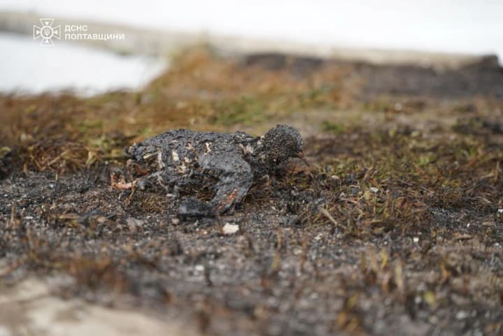 na-ryade-obektov-gazodobichi-v-poltavskoi-oblasti-ostanovili-rabotu-iz-za-ataki-rf-dtek