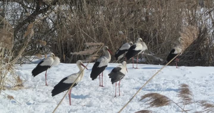 ornitolog-rasskazal-kak-pomoch-zimuyushchemu-v-ukraine-aistu-i-chto-delat-zapreshcheno