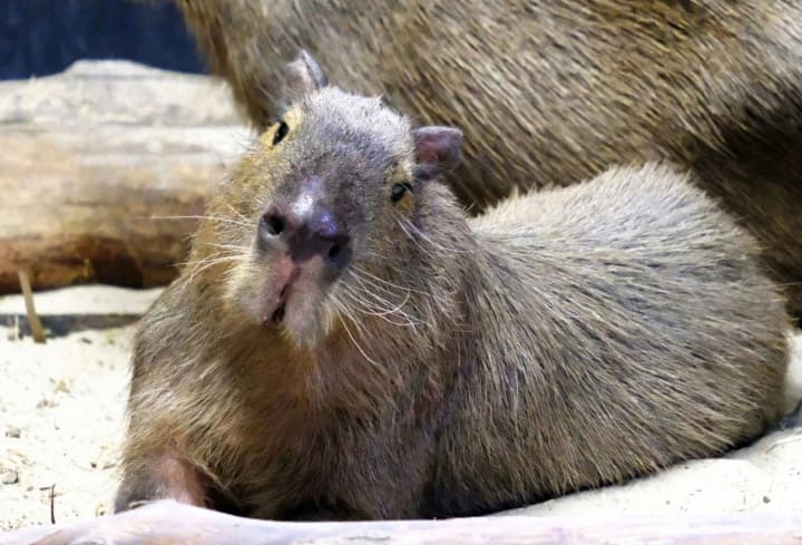 v-kievskom-zooparke-semya-kapibar-vernulas-v-zimnee-zhilishche-gde-teper-mozhno-uvidet-zhivotnikh