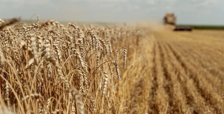 odesa-region-harvested-37-million-tons-of-grain-despite-record-drought