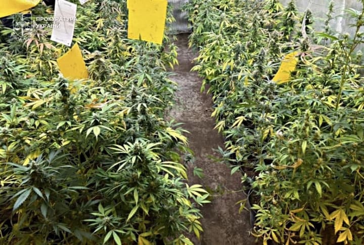 virastili-v-podvale-kannabis-na-bolee-chem-3-mln-grn-vo-lvove-razoblachena-gruppa-narkodeltsov