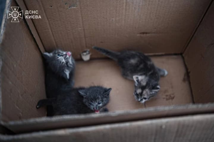 kyiv-rescuers-found-homes-for-three-kittens-rescued-from-the-site-of-a-russian-strike