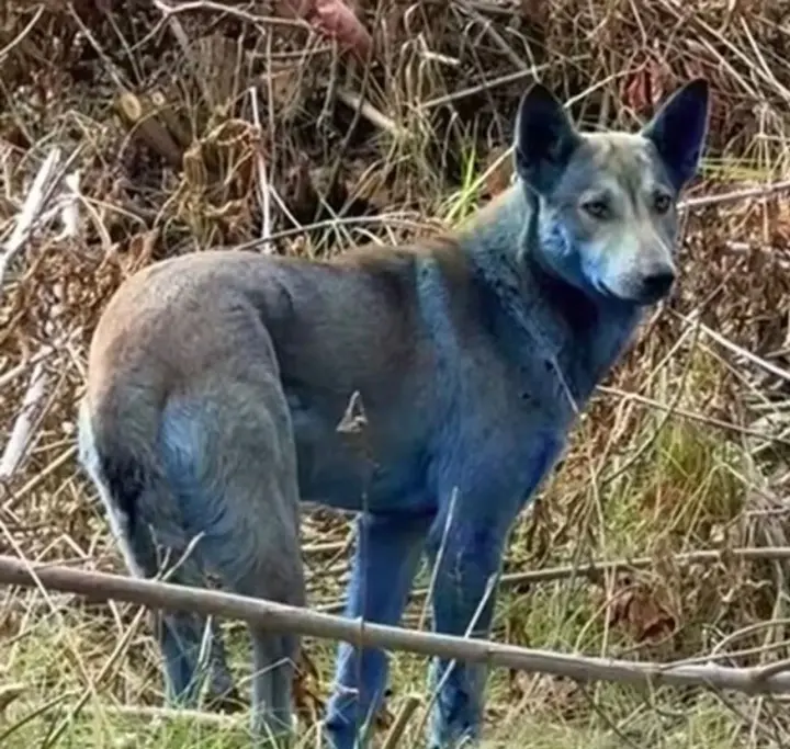 blue-furred-dogs-spotted-in-chornobyl-scientists-seek-explanation-for-strange-phenomenon