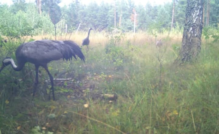 v-chernobilskom-zapovednike-fiksiruyut-gnezdovanie-serikh-zhuravlei-chto-govoryat-ekologi