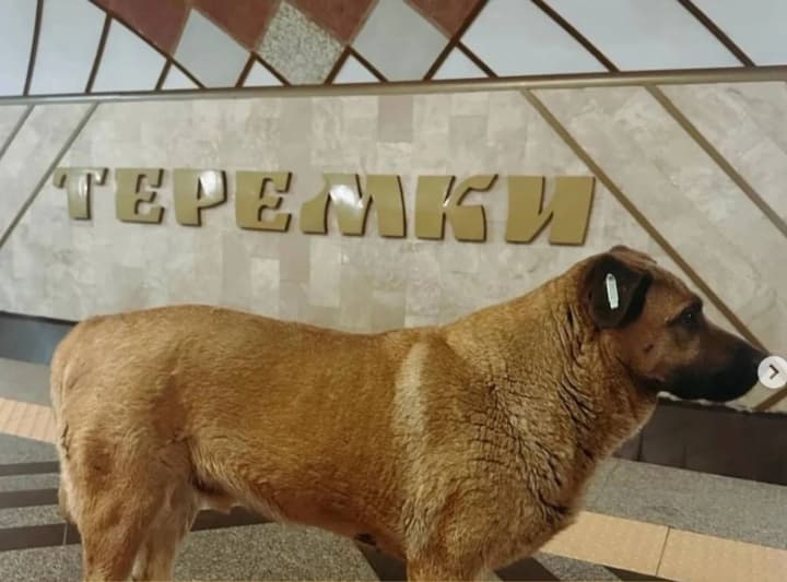 pes-misha-yakoho-ne-pustyly-v-ukryttia-na-metro-teremky-otrymav-rodynu-volonterka