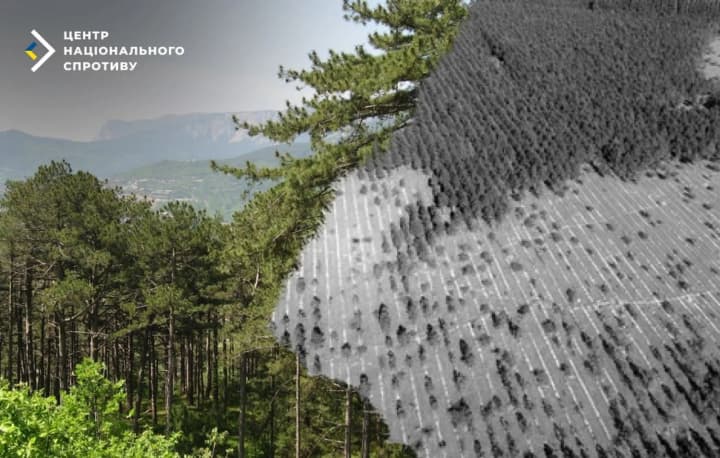 okupanty-v-krymu-vyrubuiut-lis-pid-prykryttiam-vynohradnykiv-sprotyv