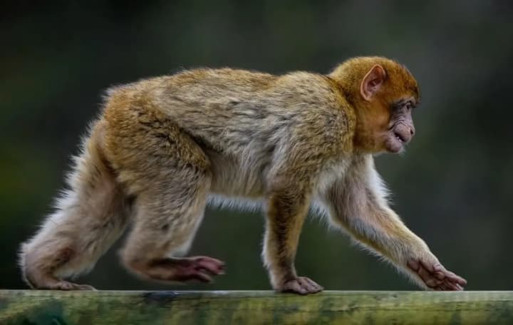 in-the-us-an-escaped-monkey-was-shot-by-a-woman-after-a-truck-accident-fearing-the-animal-would-transmit-diseases