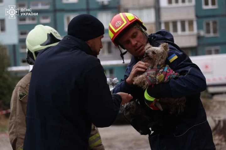 u-dnipri-z-pid-zavaliv-9-poverkhivky-vriatuvaly-yorkshyrskoho-teriera-mishel-yii-vlasnytsia-u-likarni