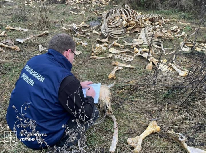 massovii-sbros-kostei-krupnogo-rogatogo-skota-obnaruzhen-na-kharkovshchine-mestnie-zhaluyutsya-na-von
