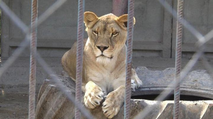 the-second-lioness-that-escaped-in-khmelnytskyi-has-been-found