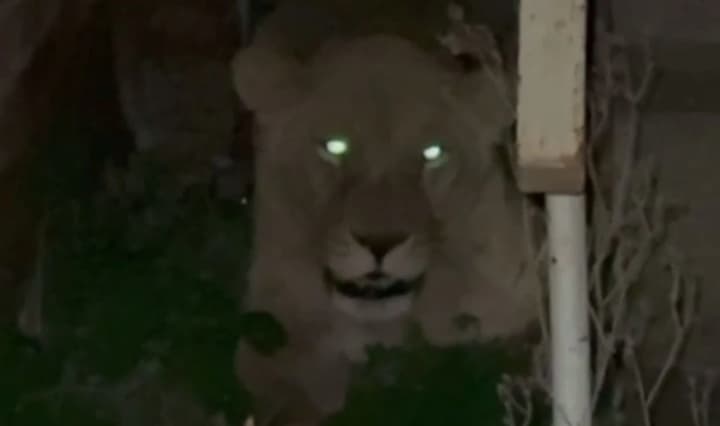 khmelnytskyi-patrol-officers-showed-footage-of-the-search-for-lionesses-who-escaped-from-a-rehabilitation-center