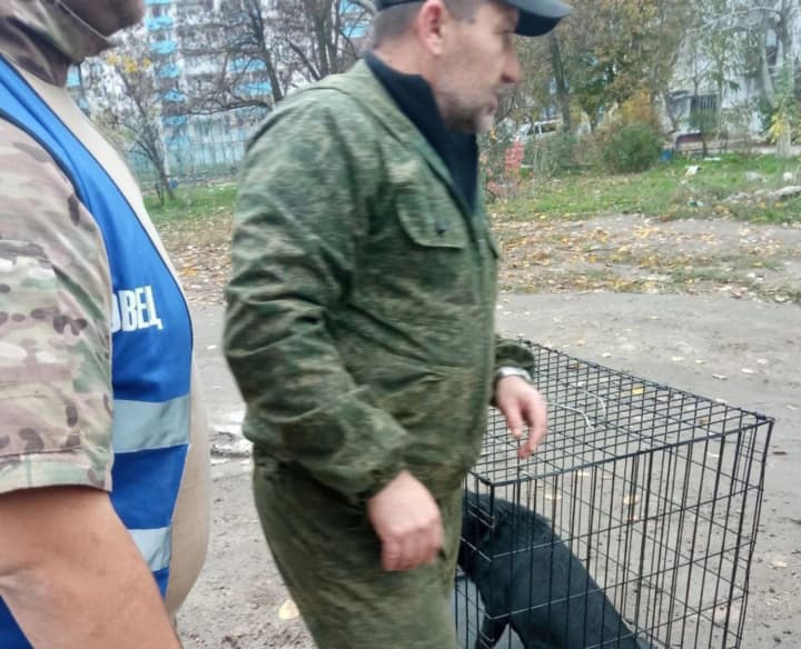 in-mariupol-stray-dogs-attack-people-russian-occupiers-cannot-solve-the-problem-city-council
