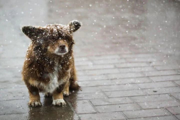 ukraine-to-be-hit-by-cold-snap-on-november-19-where-to-expect-wet-snow