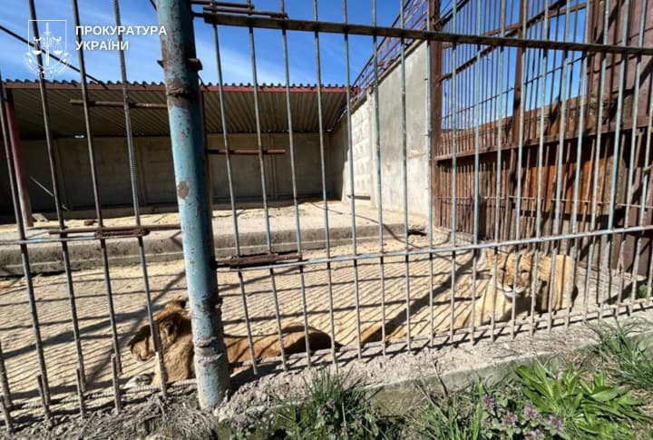 lionesses-escape-in-khmelnytskyi-and-animal-deaths-menagerie-owner-charged-with-suspicion