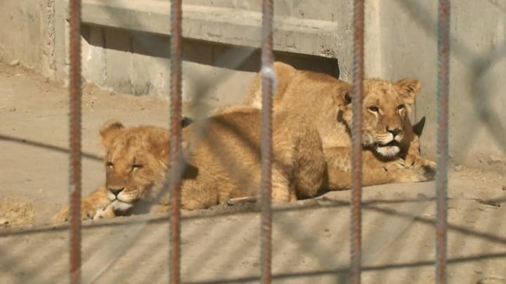 zoozashchitniki-evakuiruyut-lvits-sbezhavshikh-iz-chastnogo-zoougolka-v-khmelnitskom