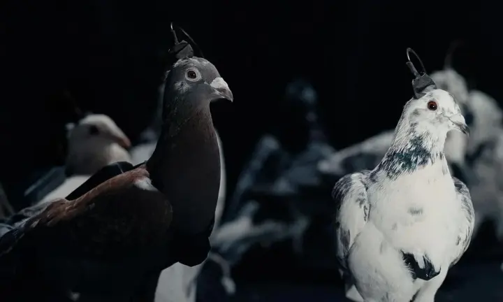 rf-stvoriuie-holubiv-biodroniv-z-neirointerfeisamy-dlia-dystantsiinoho-keruvannia-polotom