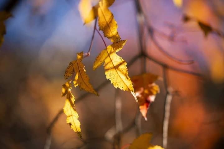 27-noyabrya-v-ukraine-prognoziruyut-rezkii-kontrast-temperatur-kakuyu-pogodu-ozhidat