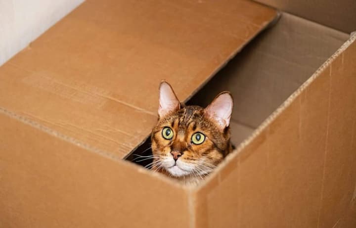 v-germanii-zhenshchina-sluchaino-otpravila-koshku-po-pochte