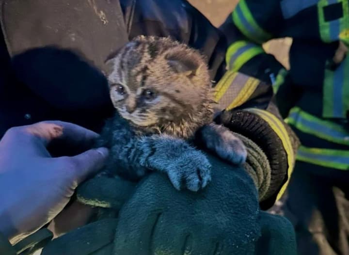 spasateli-dostali-kotenka-iz-pod-zavalov-posle-rossiiskogo-obstrela-v-kievskoi-oblasti