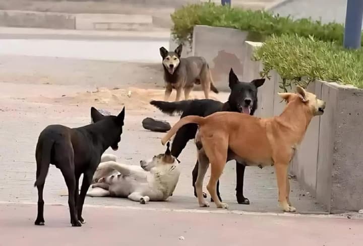 na-donechchyni-zrostaie-kilkist-napadiv-brodiachykh-sobak-na-liudei-osoblyvo-na-ditei-u-tsns-nazvaly-prychynu