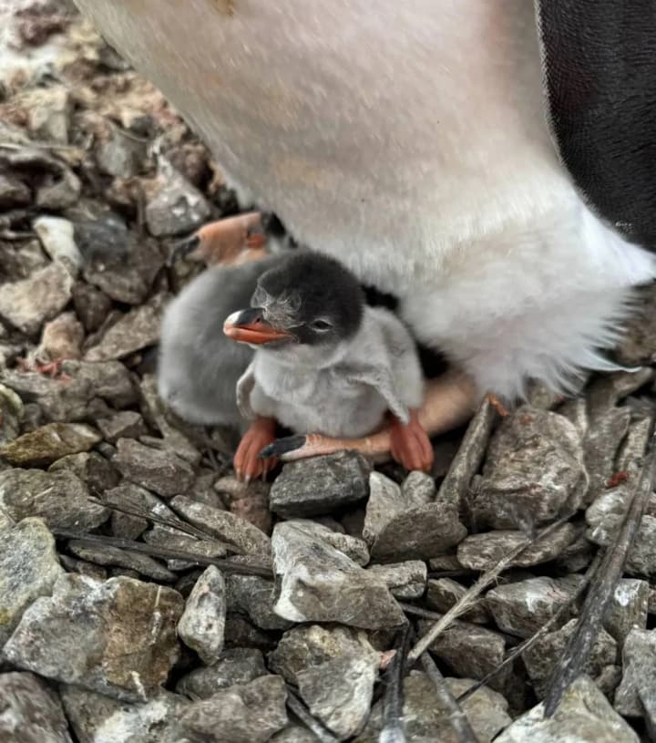 pervii-pingvinenok-rodilsya-na-stantsii-akademik-vernadskii-ranshe-obichnogo