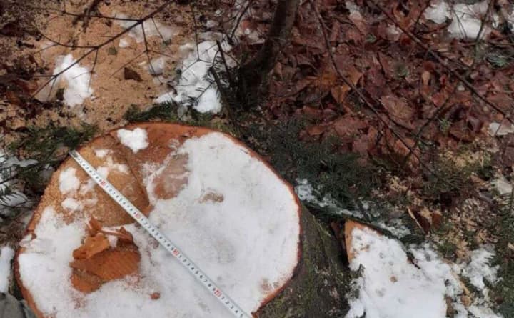 orhanizuvav-nezakonnu-rubku-329-derev-i-zavdav-zbytkiv-na-73-mln-hryven-eksnachalnyk-dsns-na-ivano-frankivshchyni-otrymav-pidozru