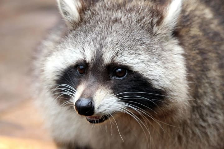 in-the-us-a-drunk-raccoon-caused-a-mess-in-a-liquor-store