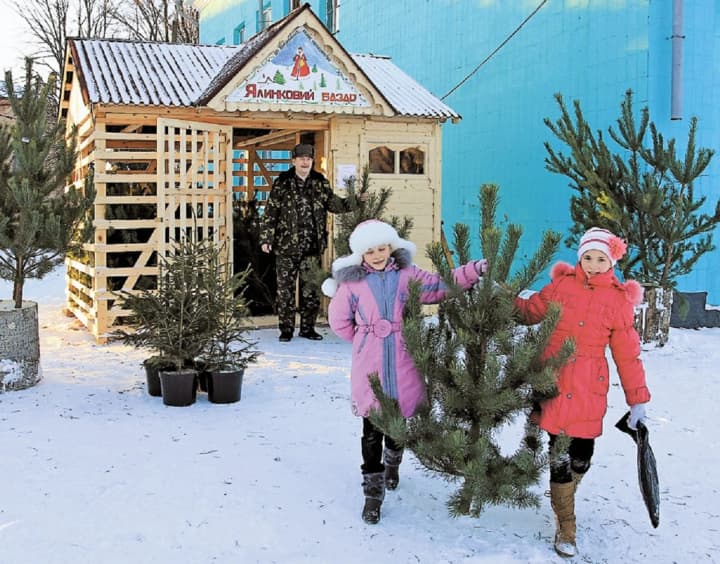 yak-obraty-lehalnu-sviatkovu-yalynku-roziasnennia-mvs